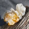 CHAMPIGNON - 03_2018 - Développement délicat de ce champignon genre Tremelle qui se ratatine totalement par temps sec. ISABELLE TURBAN